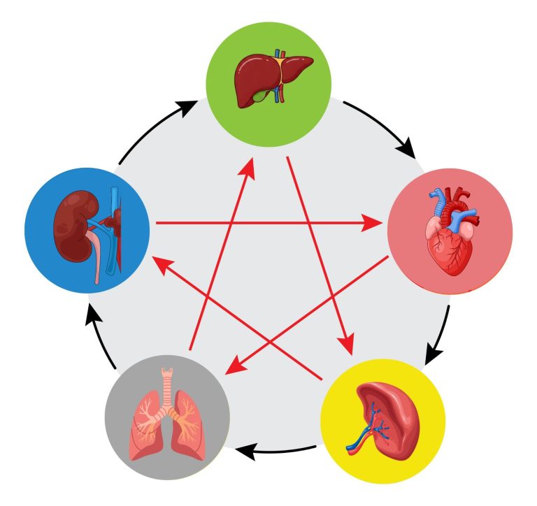 Diagramm, das den Kreislauf von Herz, Lunge, Leber und Nieren zeigt.